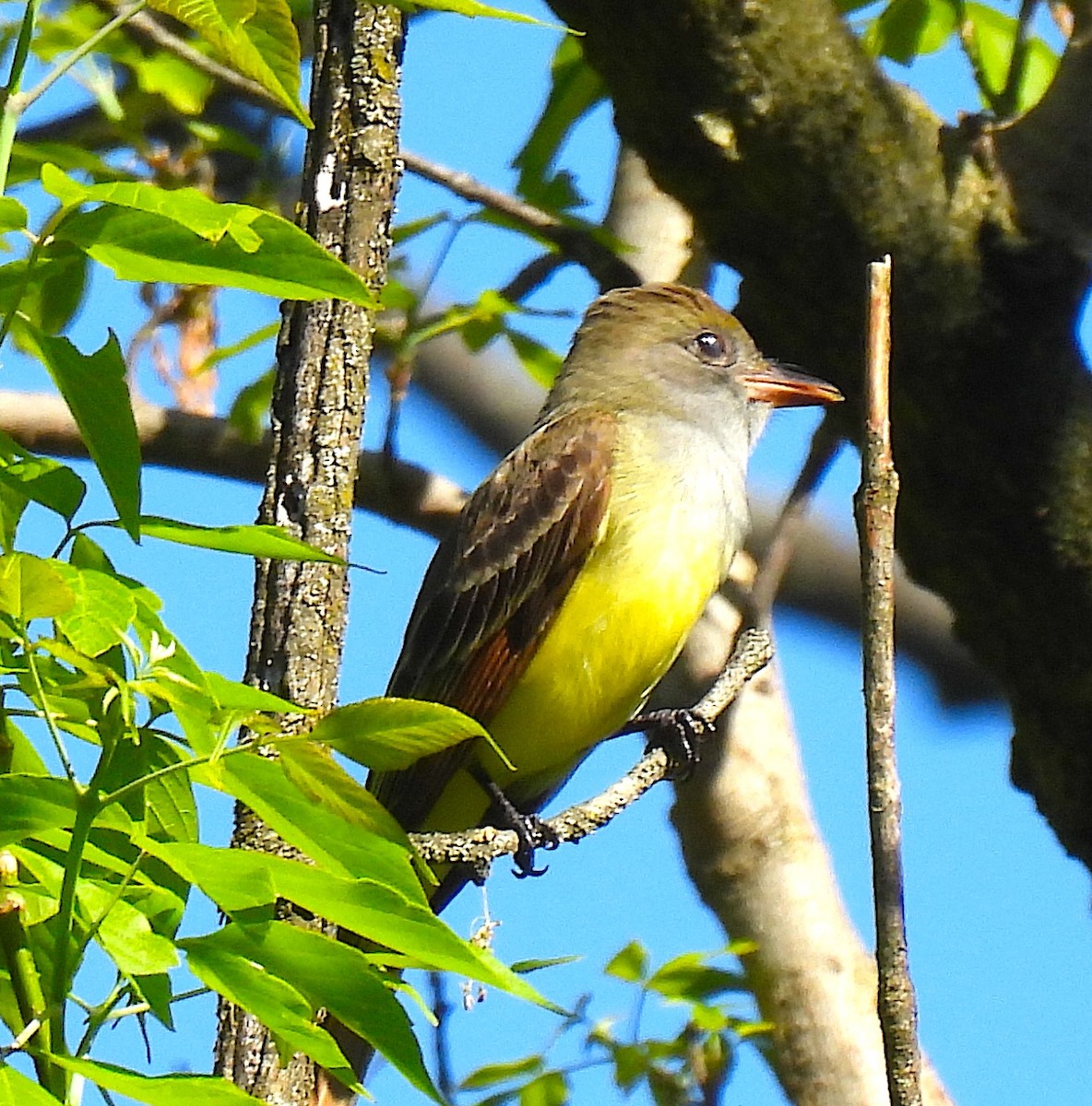 Great Crested Flycatcher - ML618284985