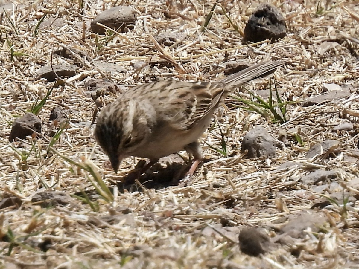 Brewer's Sparrow - Bill Lisowsky