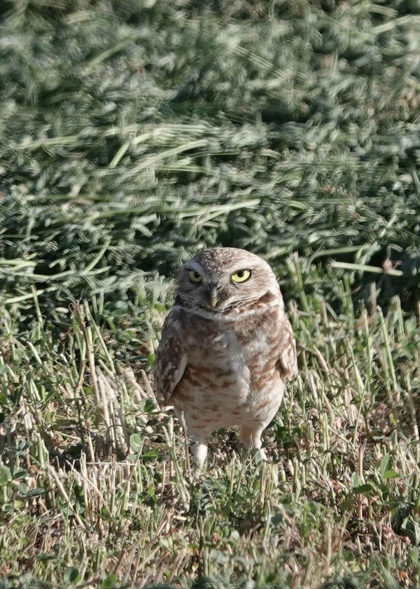 Burrowing Owl - Henry Detwiler
