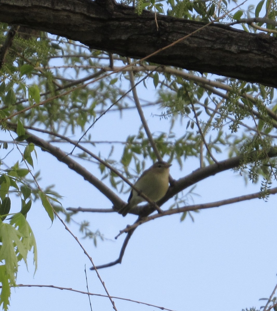 eBird Checklist 1 May 2024 Lawrence Youngman Lake 41 species