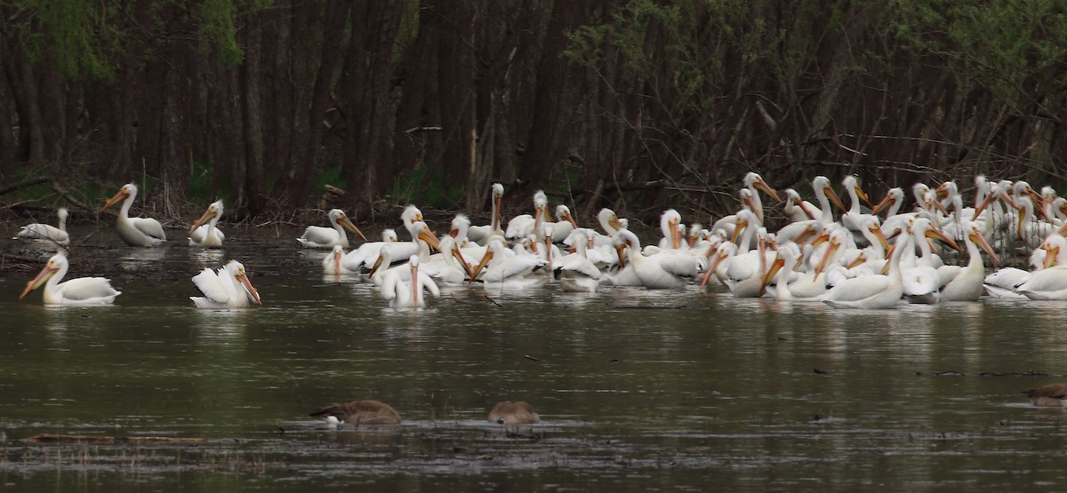 American White Pelican - Wolfgang Oesterreich
