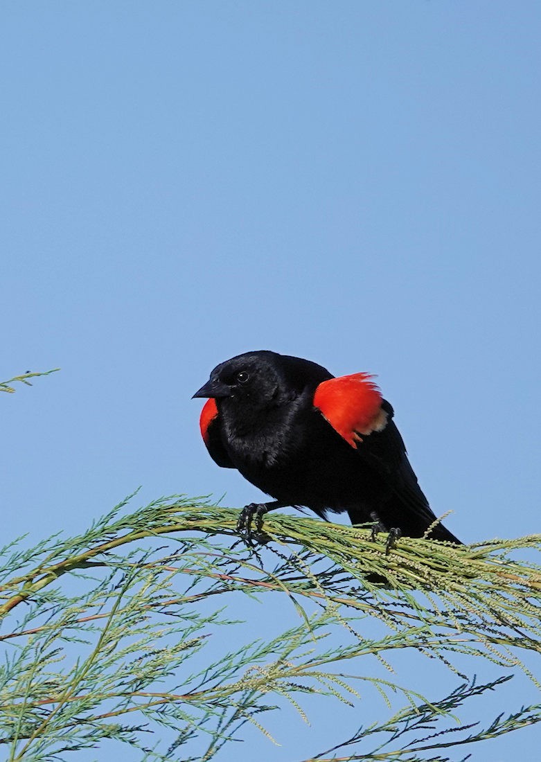 Red-winged Blackbird - ML618285018
