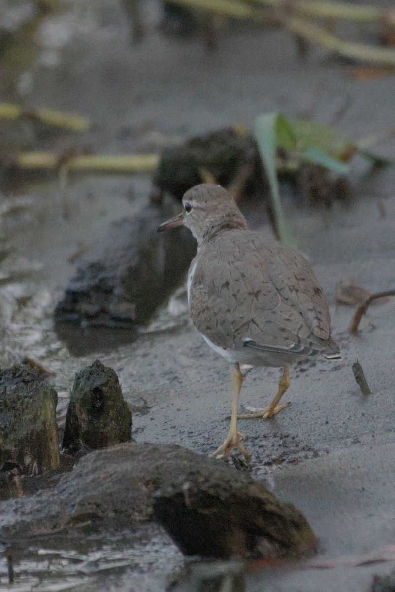 Spotted Sandpiper - Mike Marin