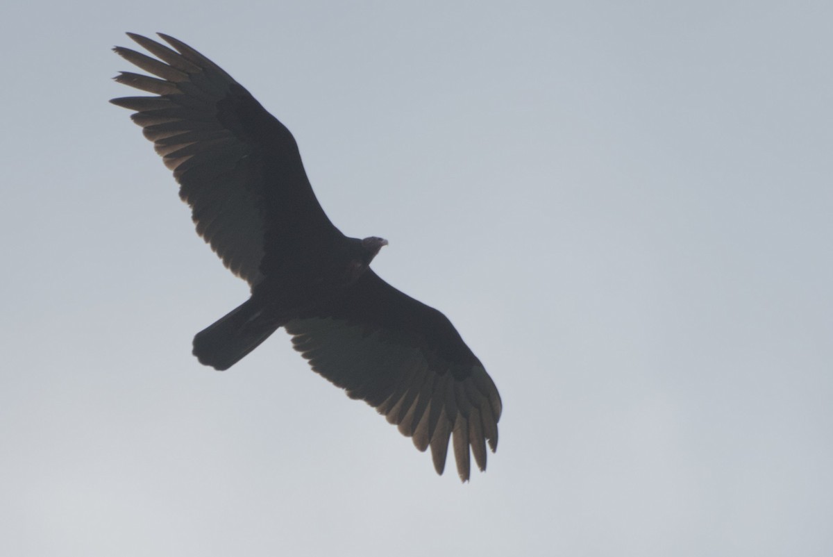 Turkey Vulture - ML618285034