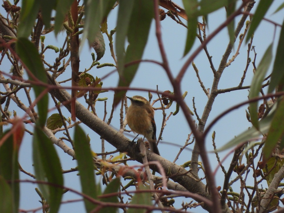 Brown-backed Chat-Tyrant - ML618285053