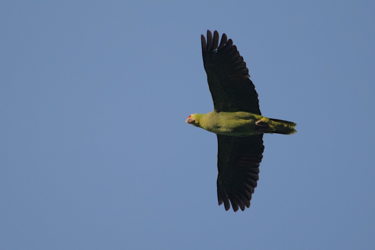 Red-lored Parrot - Mike Marin