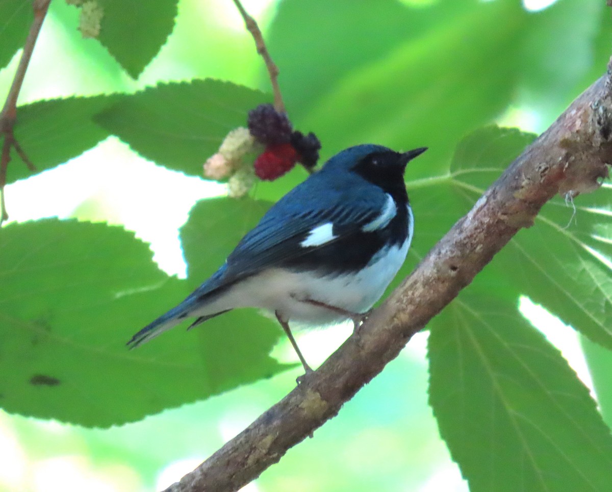 Black-throated Blue Warbler - ML618285067