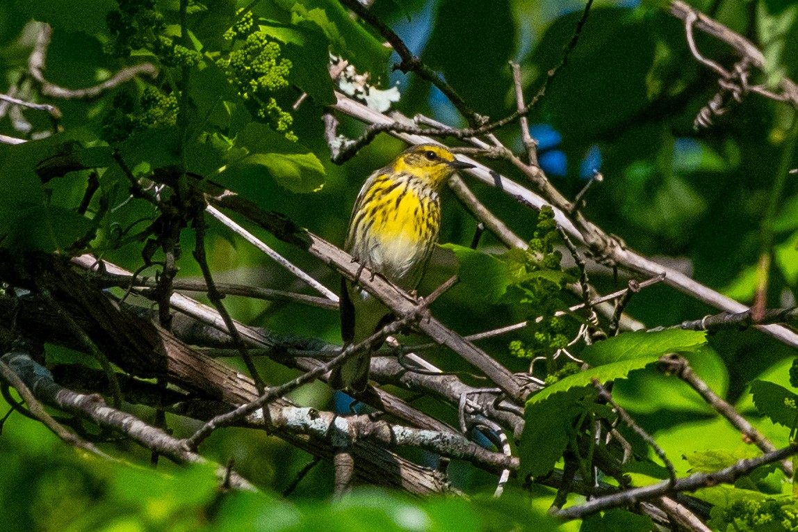 Cape May Warbler - ML618285077
