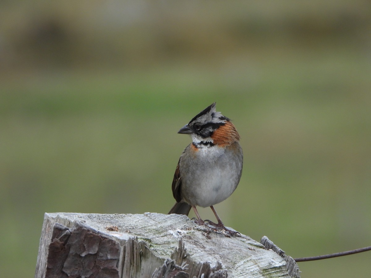 Rufous-collared Sparrow - ML618285086