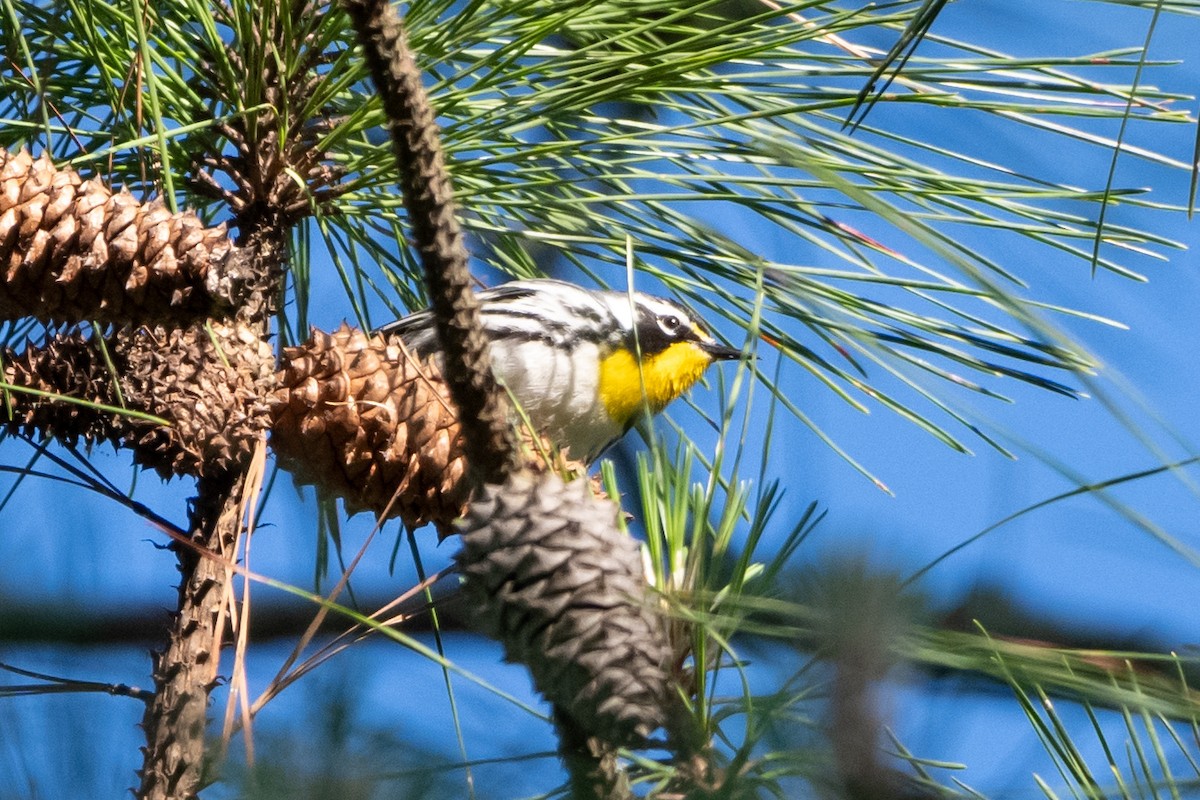 Yellow-throated Warbler - Doug Norwood