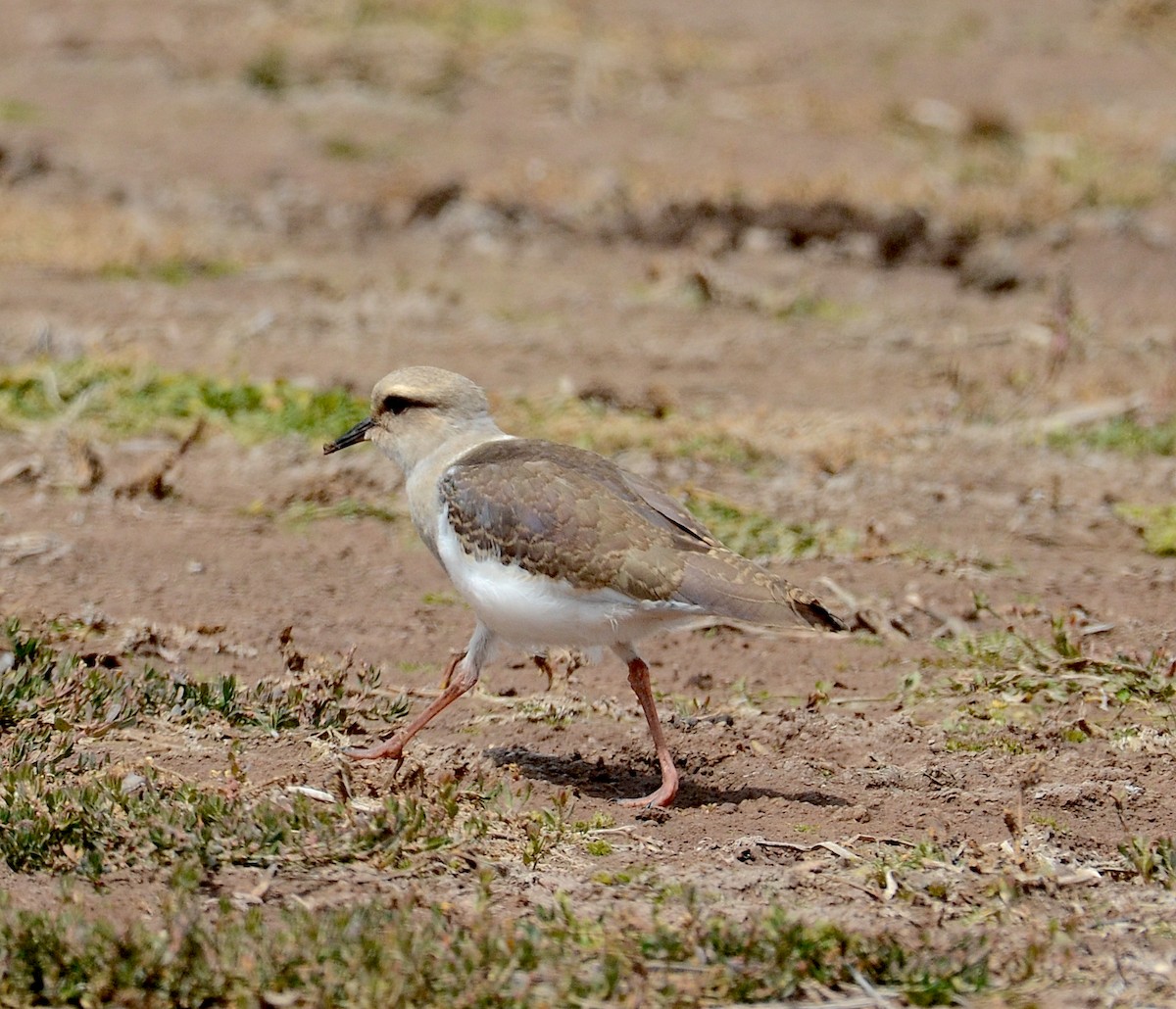 Andean Lapwing - ML618285090