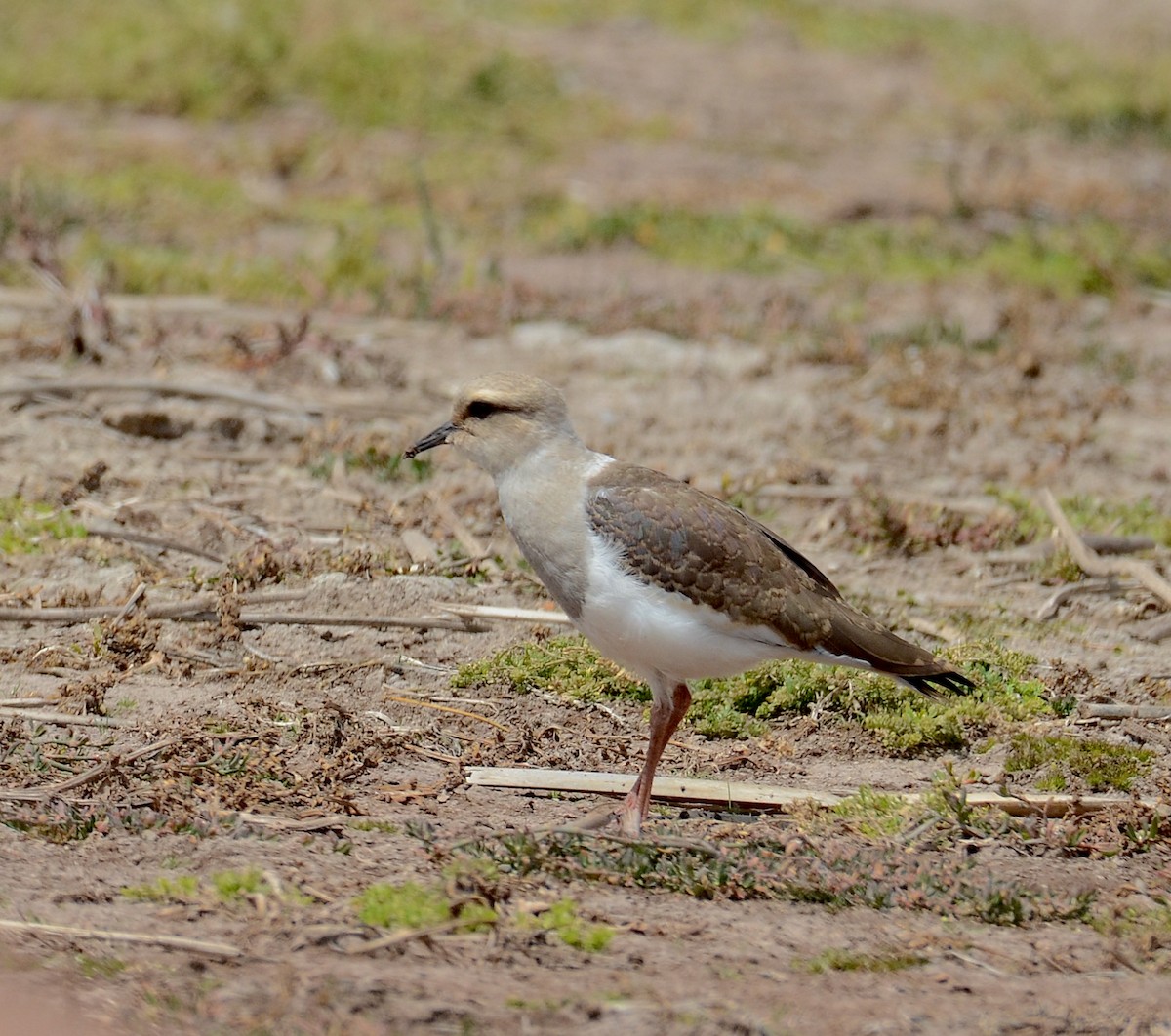 Andean Lapwing - ML618285091