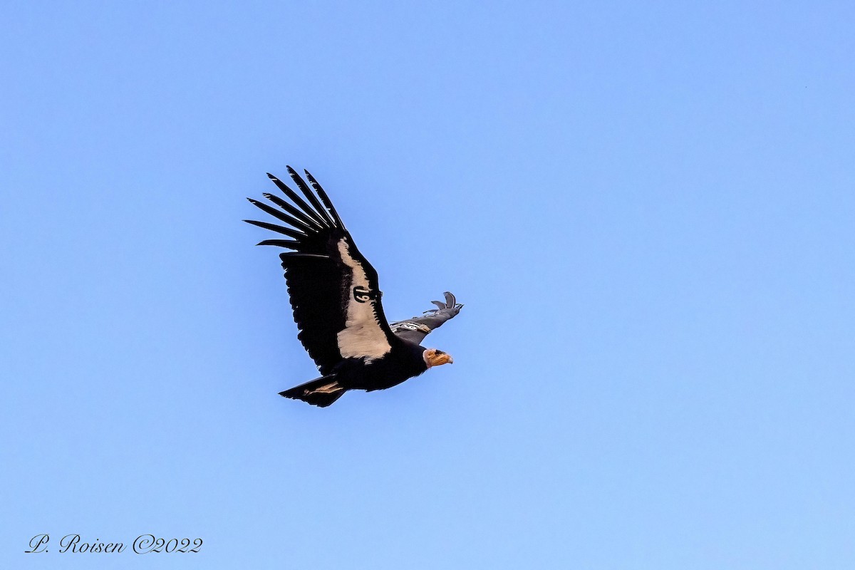 Condor de Californie - ML618285123
