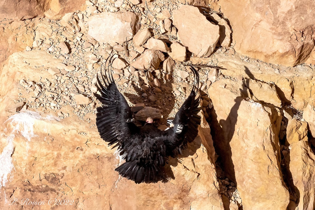 Condor de Californie - ML618285126