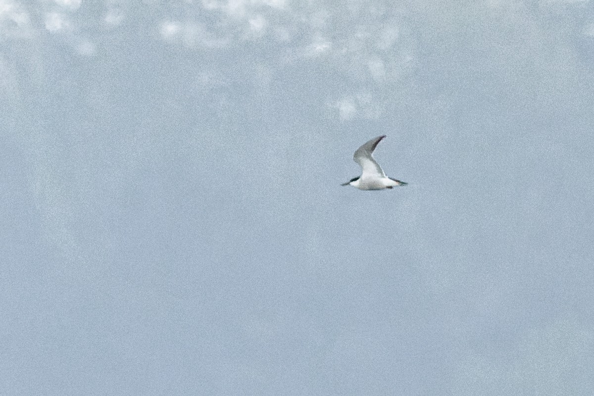 Common Tern - ML618285206