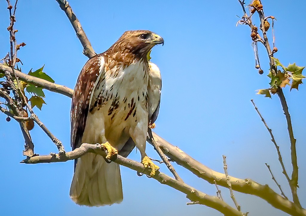 Red-tailed Hawk - Gary Ladner