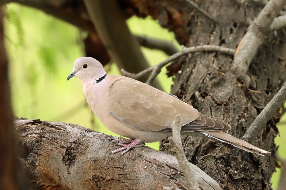 Eurasian Collared-Dove - Arthur Krasniewicz