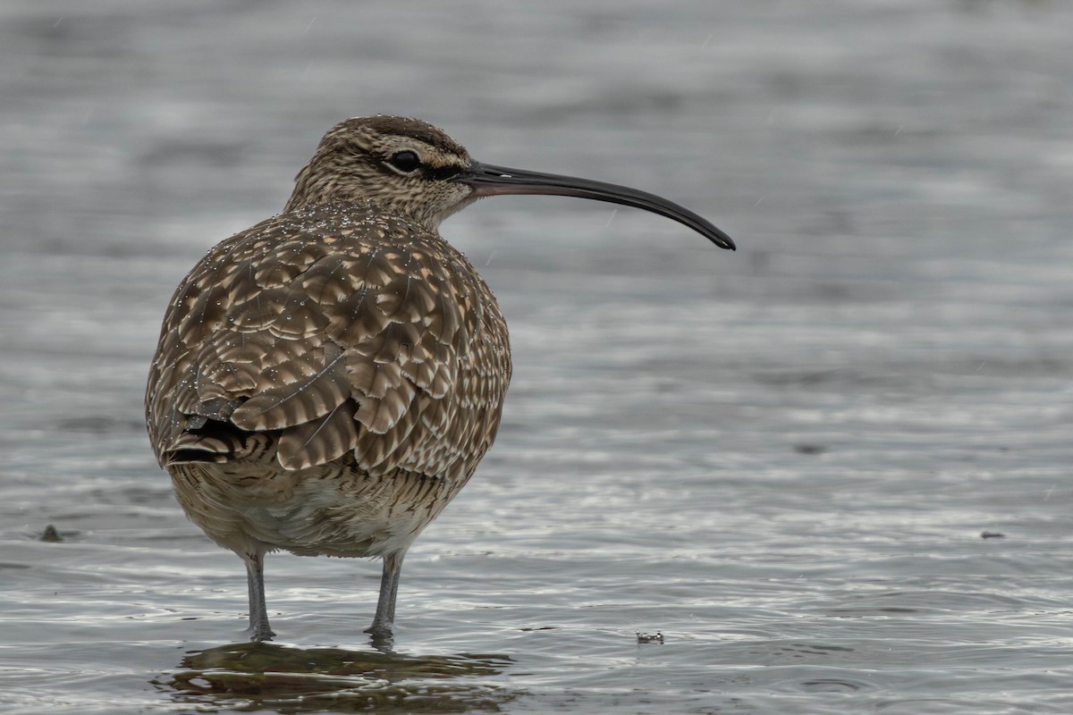 Whimbrel - Jack Rogers
