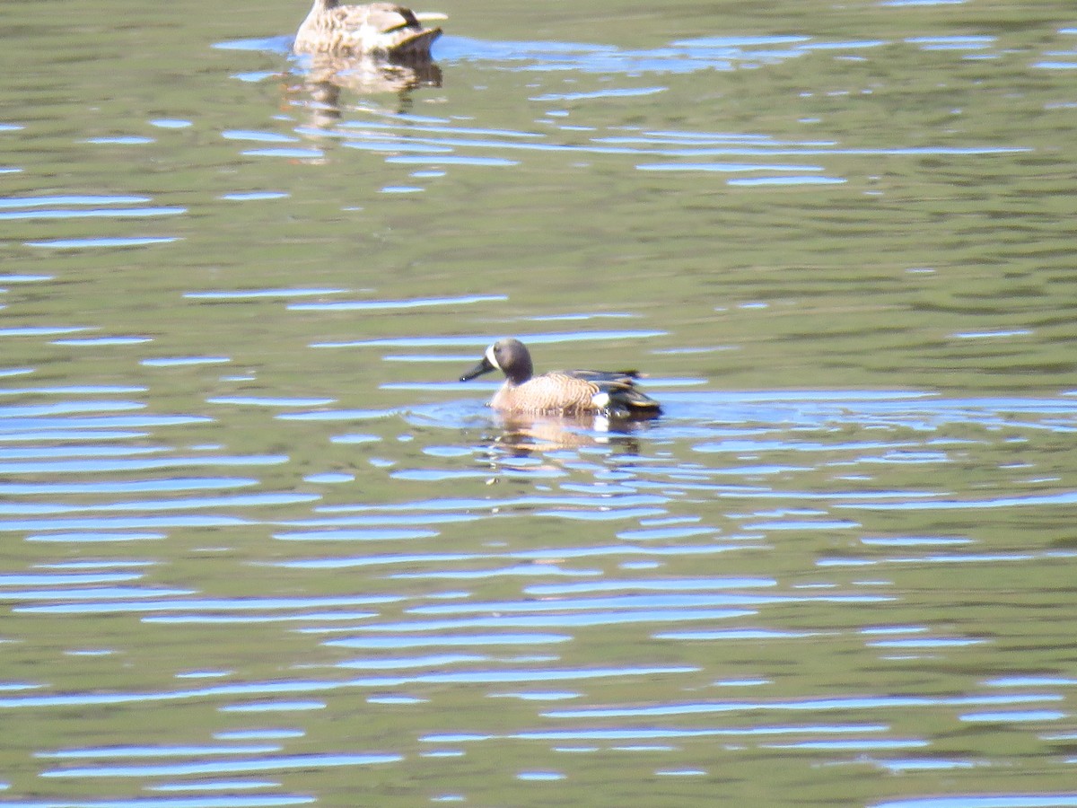 Blue-winged Teal - The Lahaies