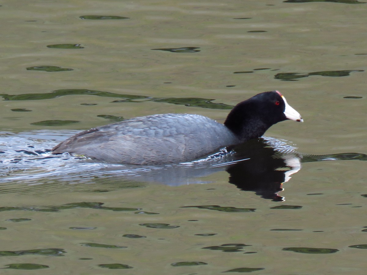 American Coot (Red-shielded) - The Lahaies