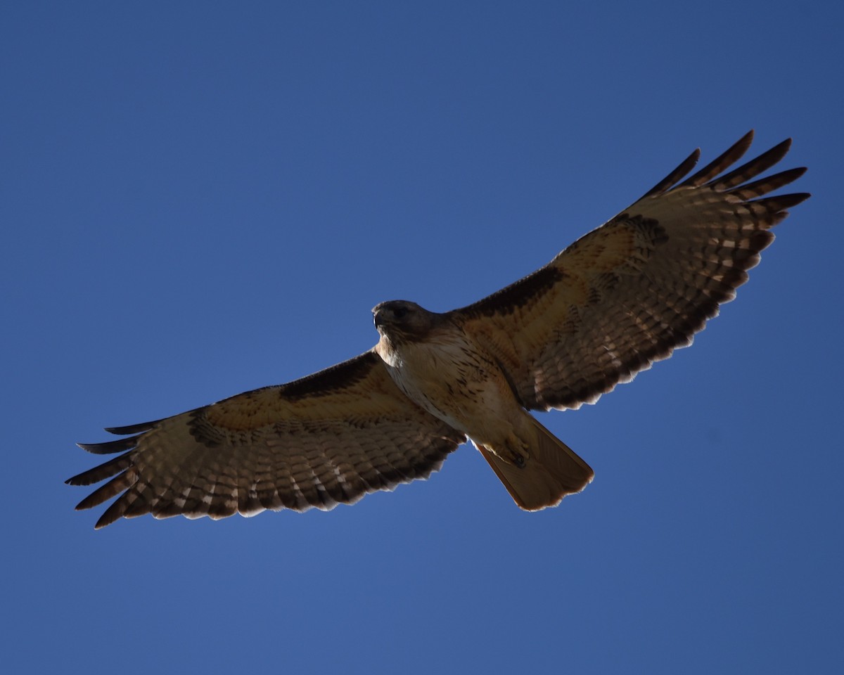 Red-tailed Hawk - Lynn Kohler