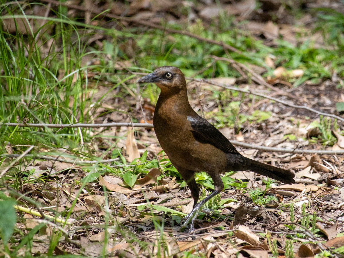 Great-tailed Grackle - ML618285309