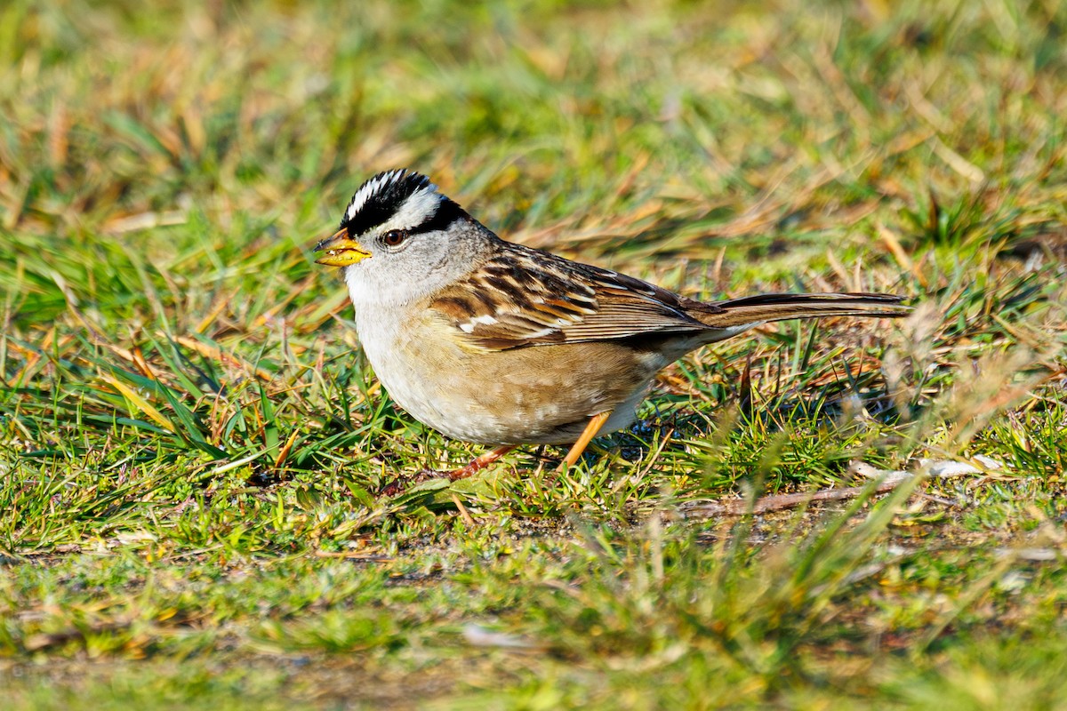 White-crowned Sparrow - ML618285323