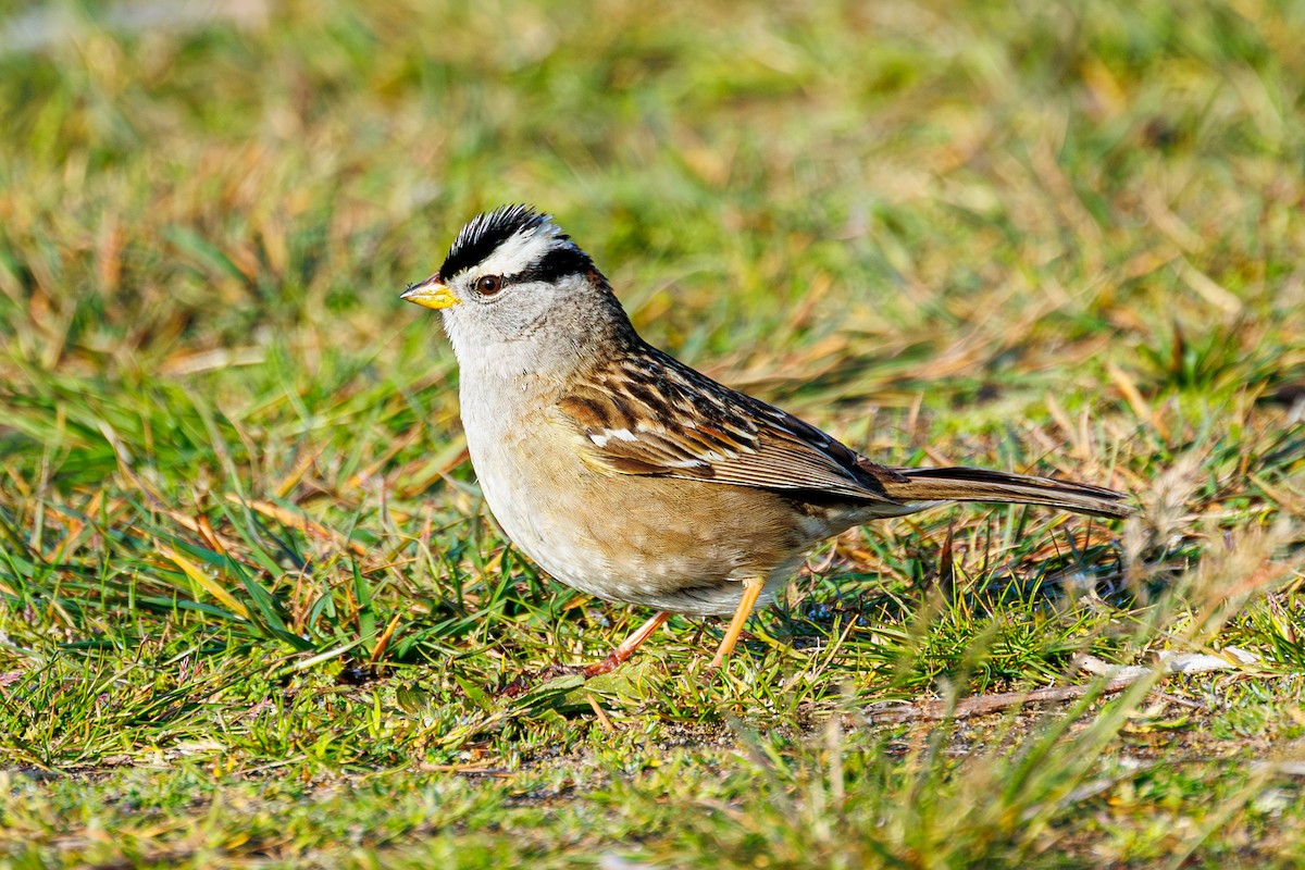White-crowned Sparrow - ML618285324