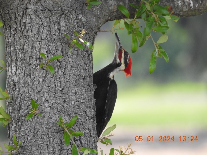 Pileated Woodpecker - Dorothy Dunlap