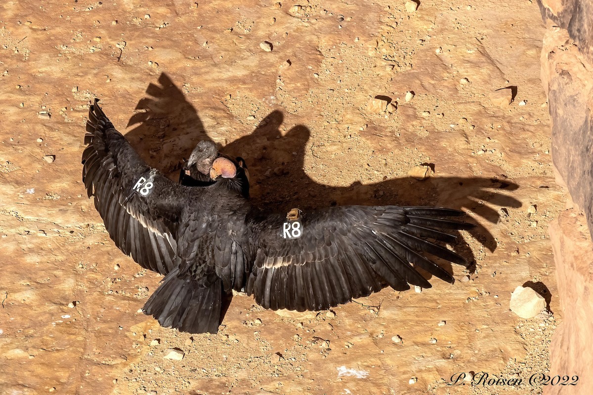 Condor de Californie - ML618285353