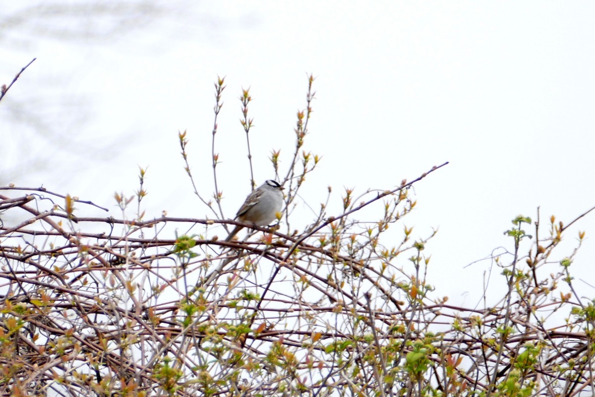 White-crowned Sparrow - ML618285375