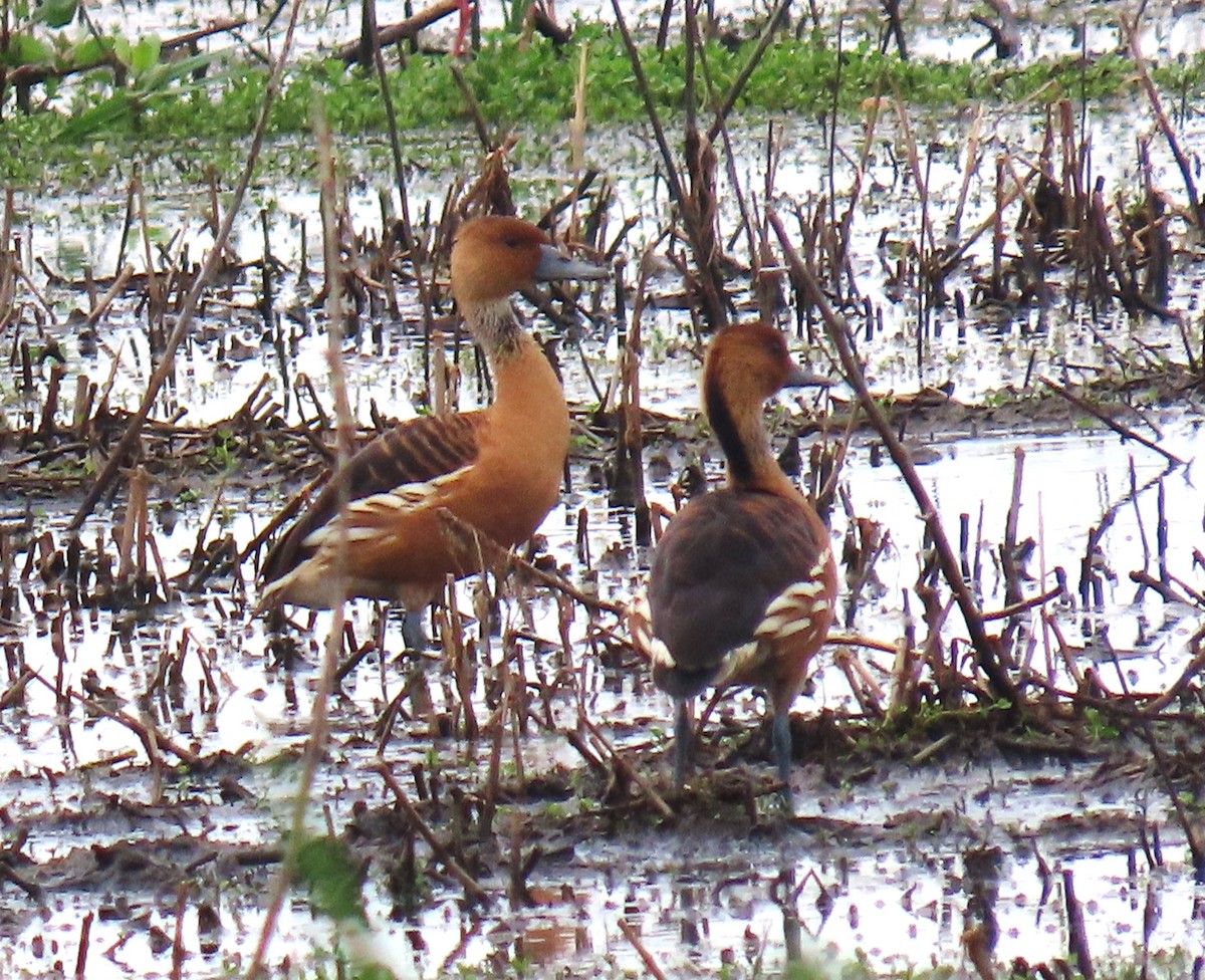Fulvous Whistling-Duck - ML618285378