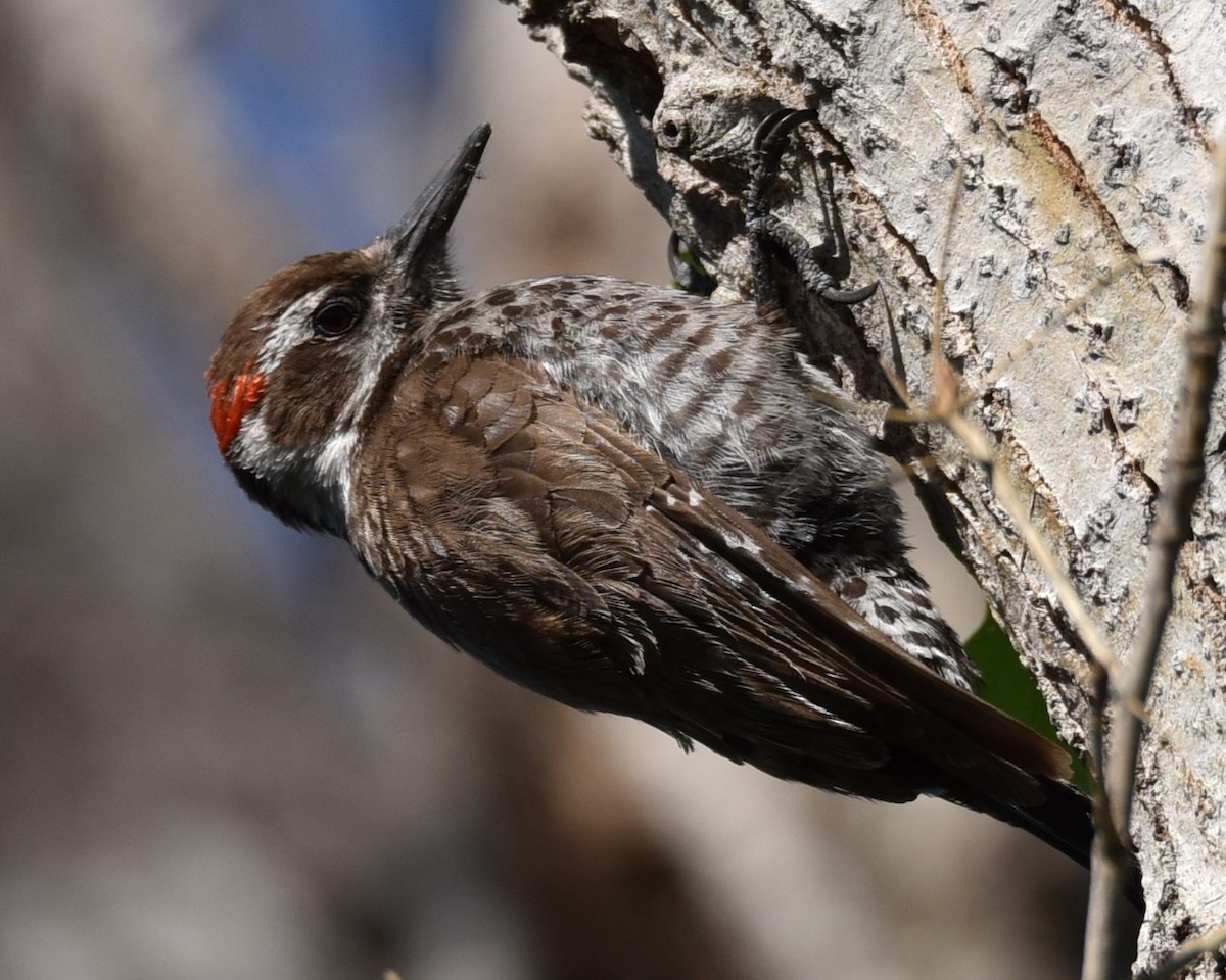 Arizona Woodpecker - ML618285391