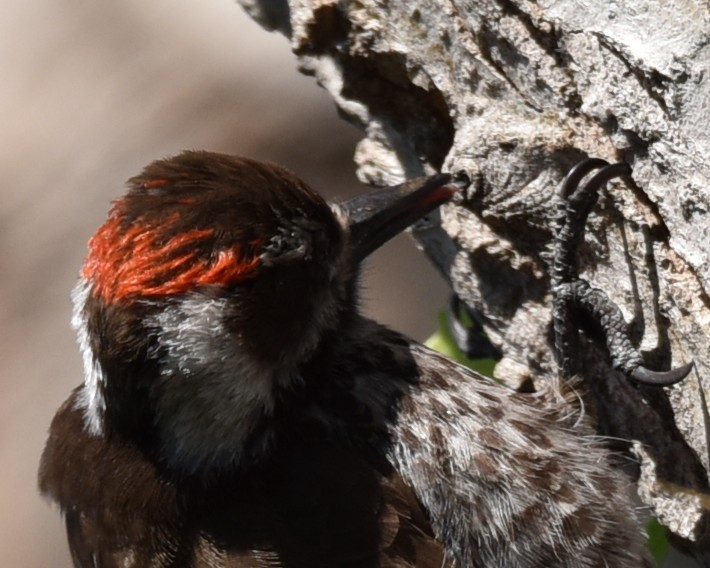 Arizona Woodpecker - Lynn Kohler