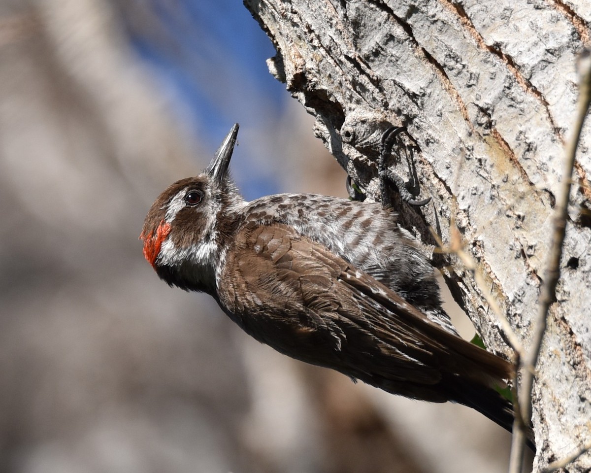 Arizona Woodpecker - ML618285393