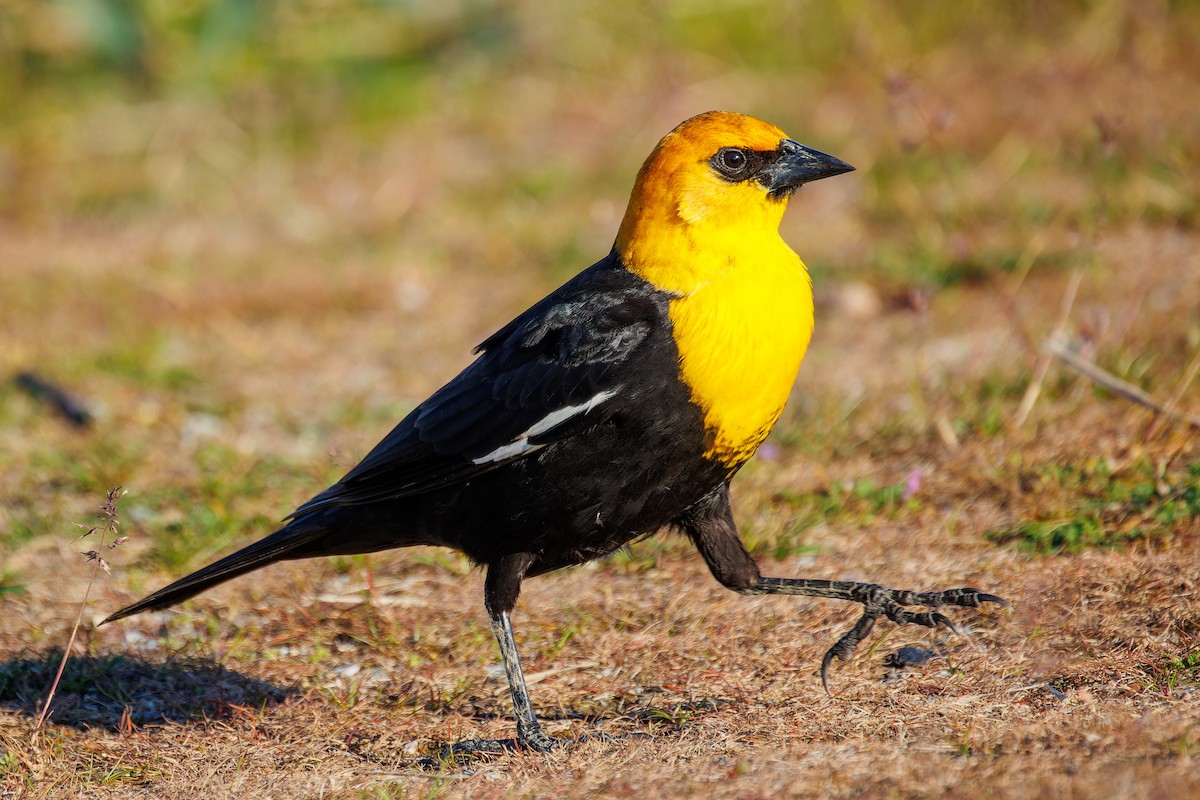 Yellow-headed Blackbird - ML618285410