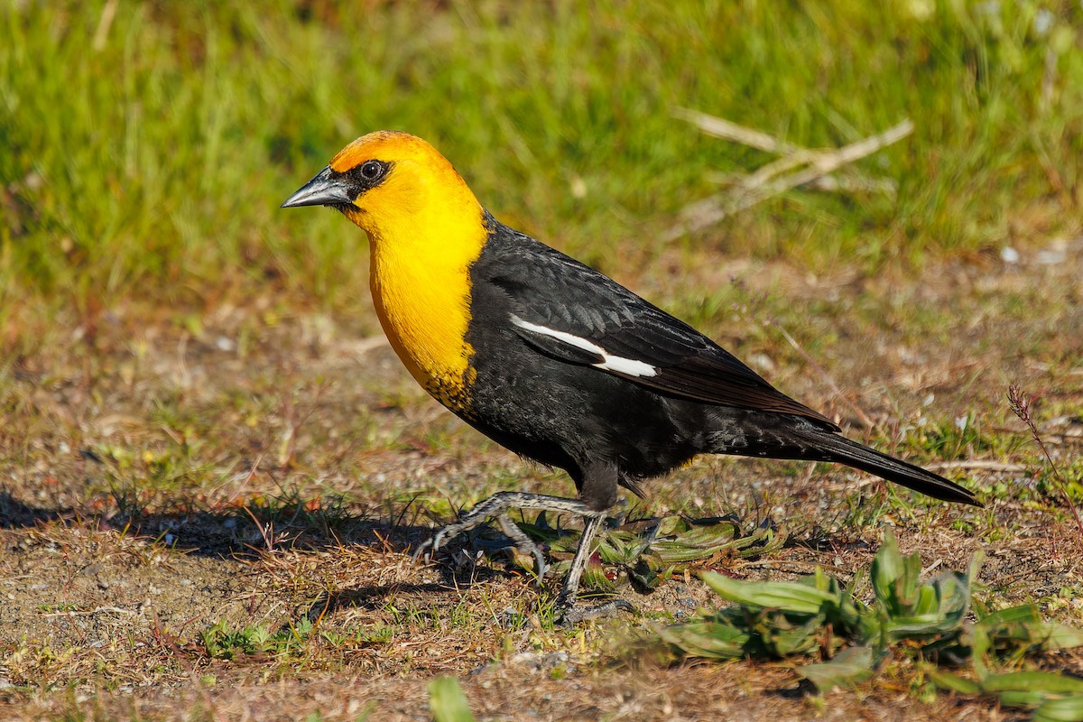 Yellow-headed Blackbird - ML618285411