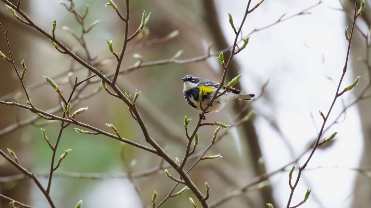Yellow-rumped Warbler - Brian Rusnica