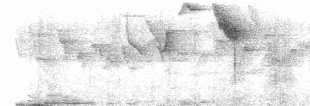 Tangara auréolé - ML618285489