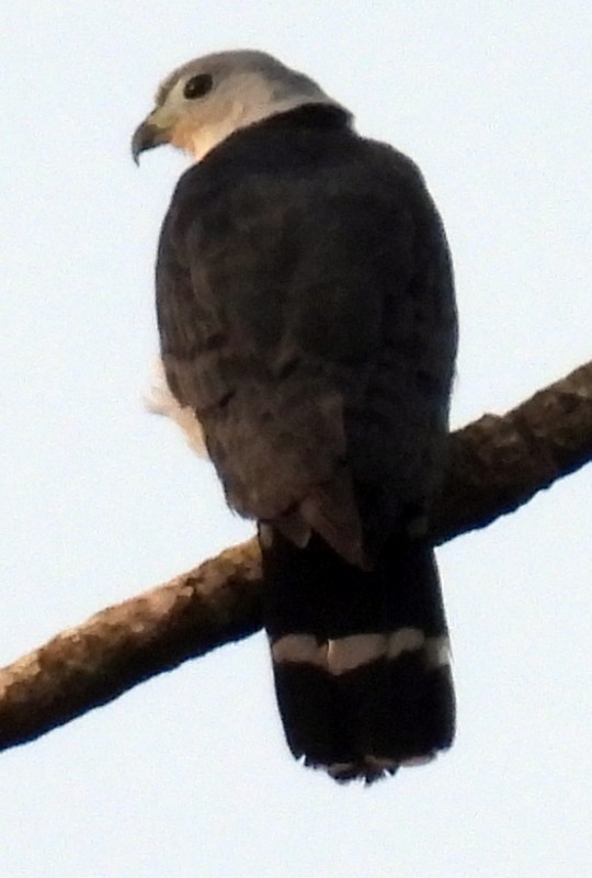 Gray-headed Kite - ML618285499