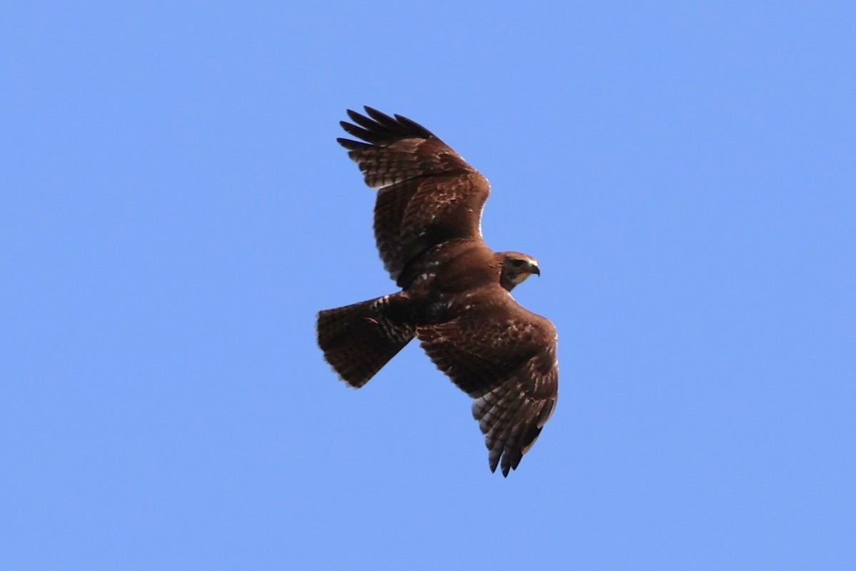 Red-tailed Hawk (borealis) - ML618285544