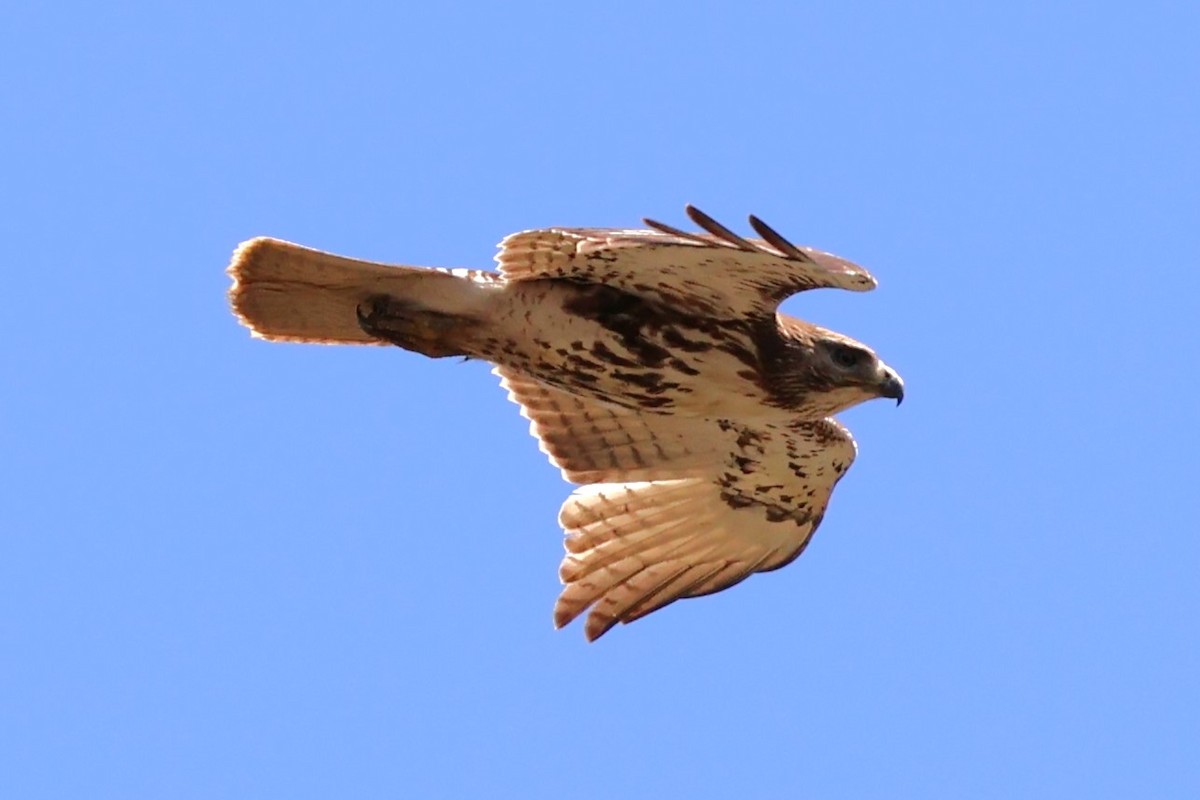 Red-tailed Hawk (borealis) - ML618285545