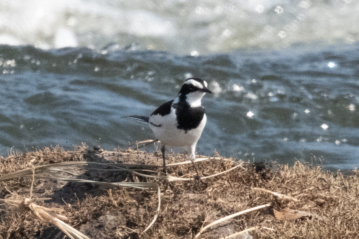 African Pied Wagtail - ML618285549