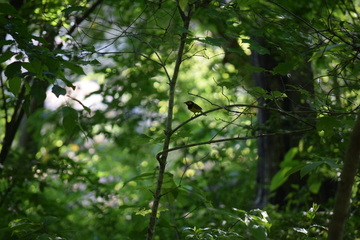 Hooded Warbler - ML618285552