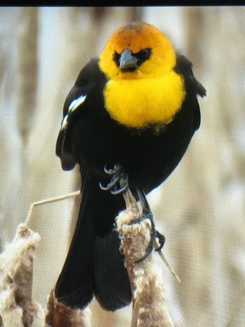 Yellow-headed Blackbird - ML618285581