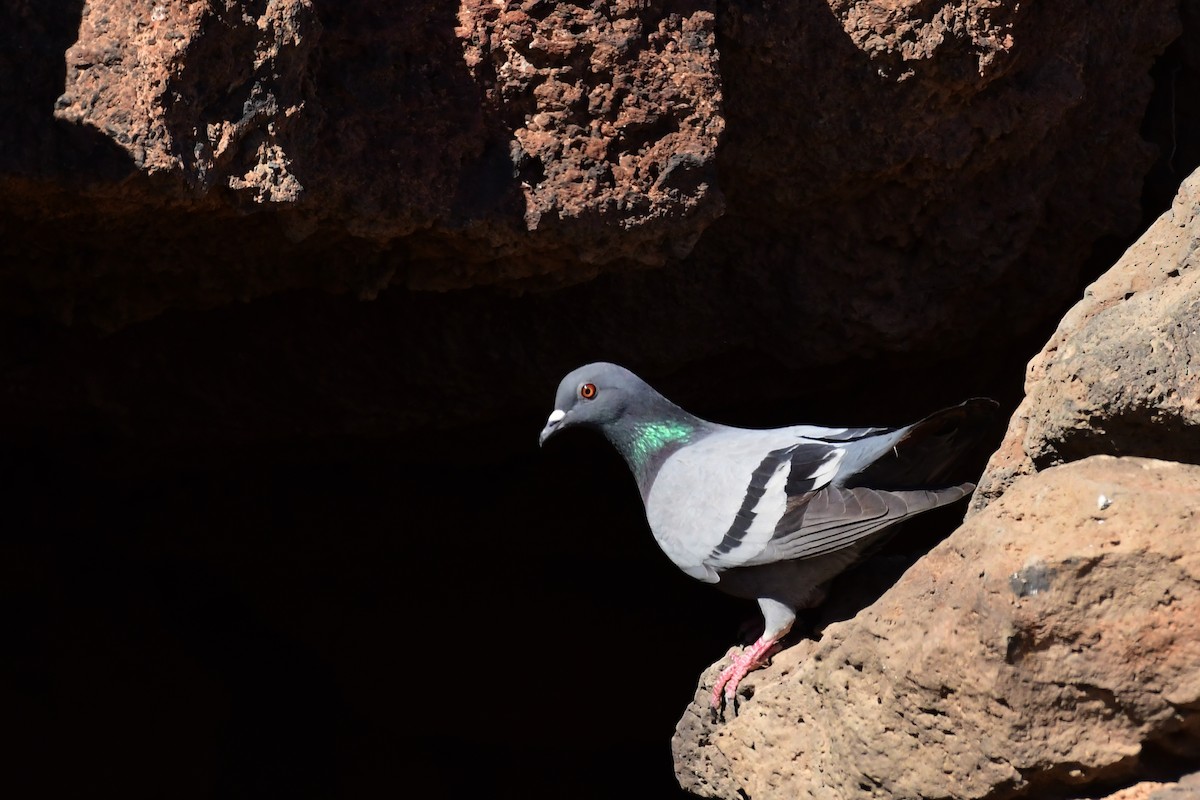 Rock Pigeon - ML618285588