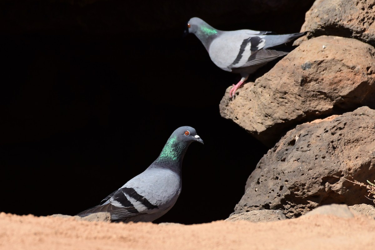 Rock Pigeon - ML618285590