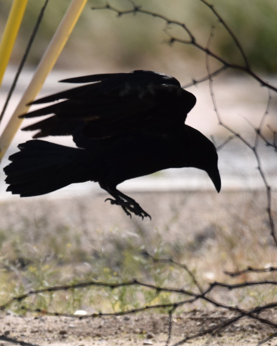 Common Raven - Lynn Kohler