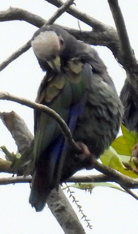 White-crowned Parrot - Bill Fox