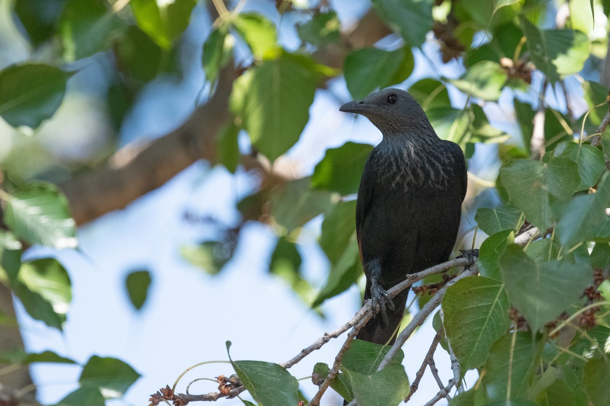Red-winged Starling - ML618285614